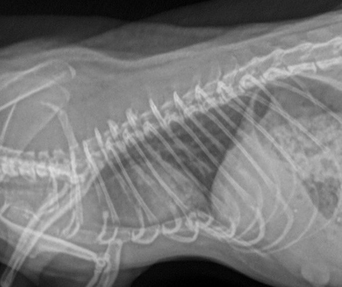 Fig. 16