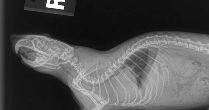 Fig. 4