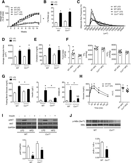 Ccr7 Maintains Nonresolving Lymph Node And Adipose Inflammation In 