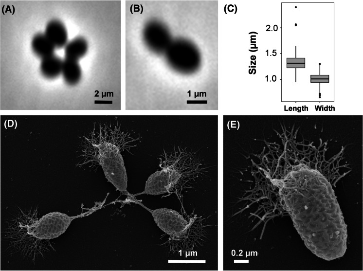 Fig. 3