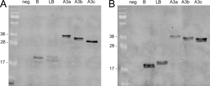 FIG. 2.