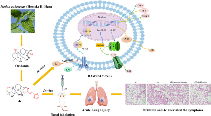 graphic file with name FPHAR_fphar-2025-1512740_wc_abs.jpg