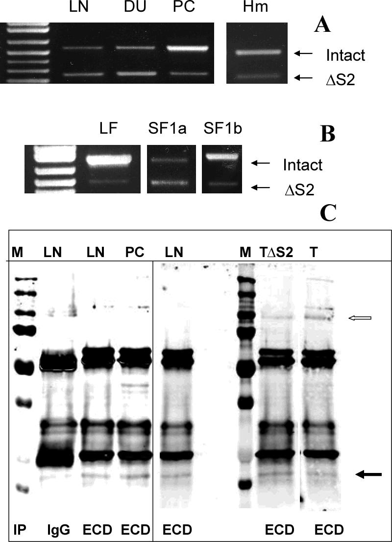 Fig 7