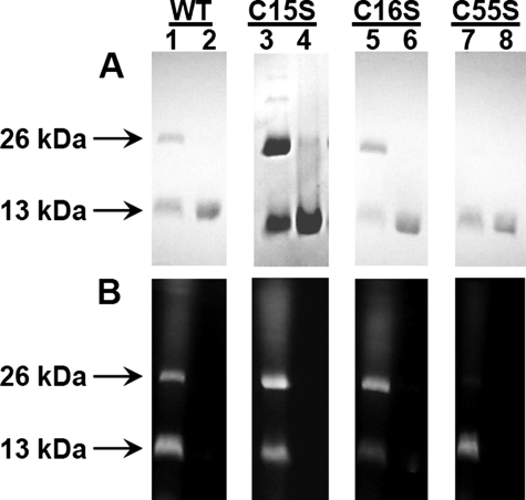 FIGURE 7.