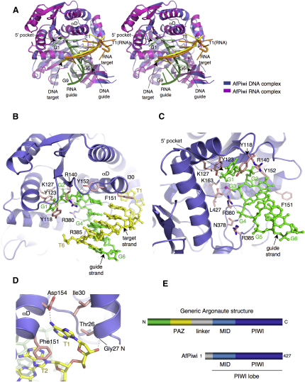 Figure 1