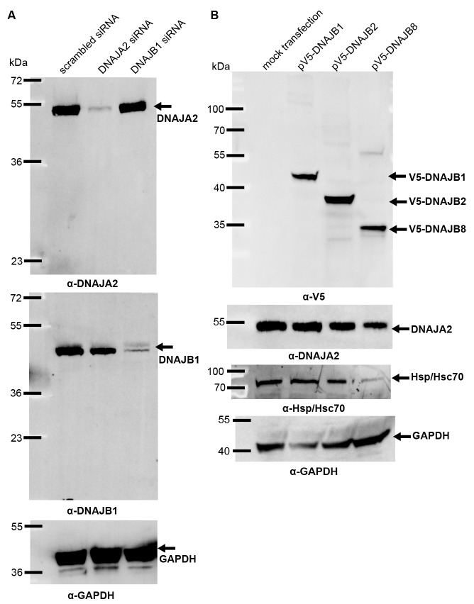 Figure 3—figure supplement 1.