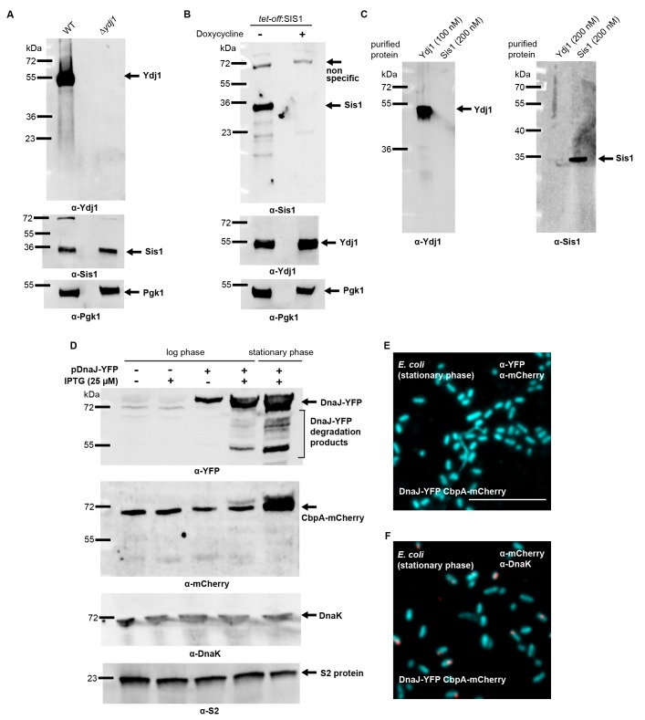 Figure 3—figure supplement 2.