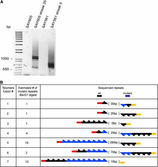 Figure 4.—