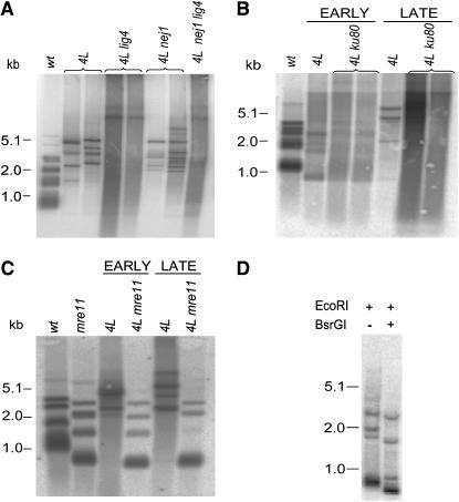 Figure 3.—