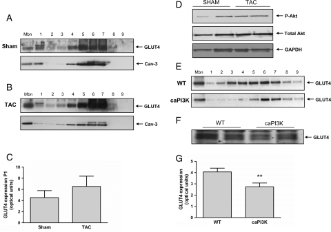 Figure 7