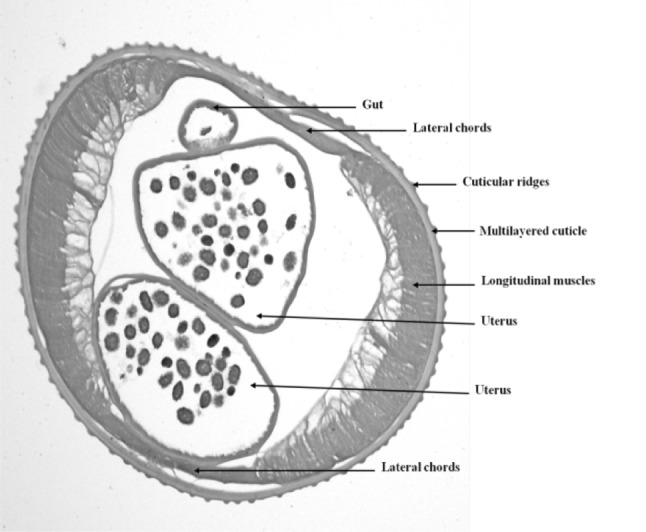 Fig. 3