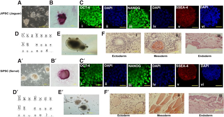 FIG. 2.