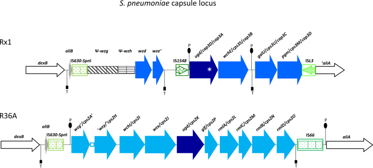 FIG 1