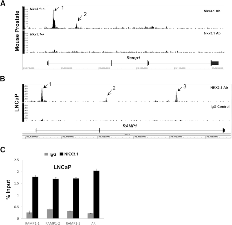 Figure 2