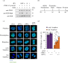 Identification of the PP1 subunits mediating dephosphorylation of H2B S6ph.