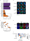 Distribution of H2B S6ph in tumour cells with CIN.