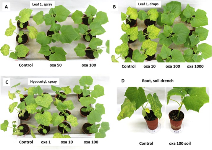 Fig 11