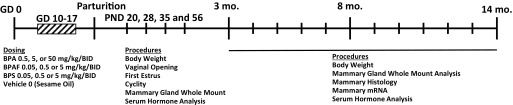 Timeline of the study of pregnant mice dosed from GD 10 to 17 with BPA, BPAF, BPS, and vehicle. The procedures performed on PND 20, 28, 35, and 56 are body weight, vaginal opening, first estrus, cyclity, mammary gland whole mount, and serum hormone analysis. The procedures performed from 3 to 14 months included body weight, mammary gland whole mount analysis, mammary histology, mammary mRNA, and serum hormone analysis.