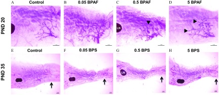 The top panel comprises four micrographs of mammary tissue from the female mice offspring exposed to control, 0.05 BPAF, 0.5 BPAF, and 5 BPAF on PND 20. The bottom panel comprises four micrographs of mammary glands from the female mice offspring exposed to control, 0.05 BPAF, 0.5 BPAF, and 5 BPAF on PND 35.