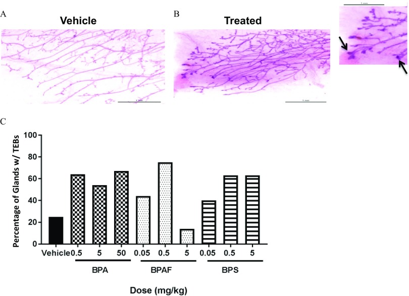 Figures 5A and 5B are micrographs of mammary gland whole mounts from the 3 month old females exposed to control and 0.5 milligrams per kilogram of BPAF, respectively. Figure 5C is a bar graph plotting percentage of glands with T E Bs (y-axis) across dosage (milligrams per kilogram; x-axis) in female offspring exposed to vehicle, BPA, BPAF, and BPS.