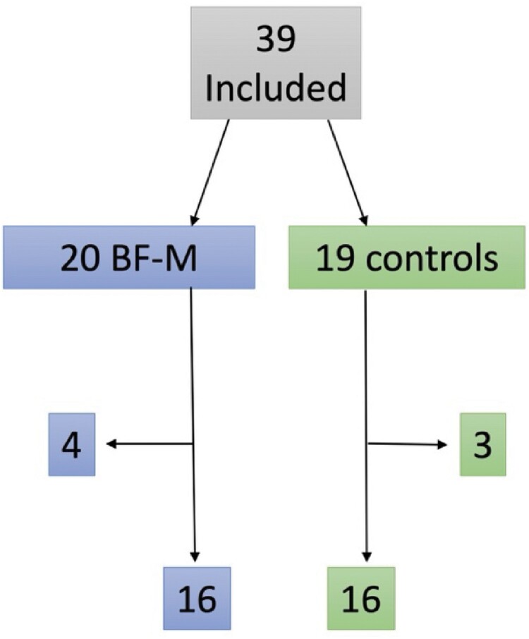 Flowchart of the study illustrating that initially, 39 participants were recruited, with 20 in the BF-M group and 19 in the control group. After 4 participants dropped out from the BF-M group and 3 from the control group, the final sample consisted of 16 participants in each group.