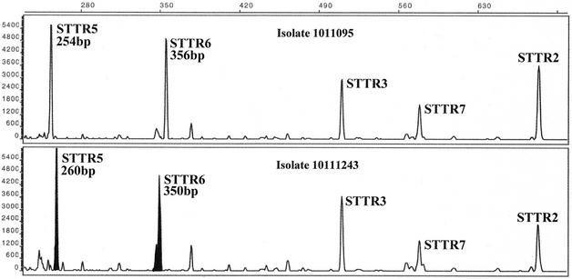 FIG. 1.