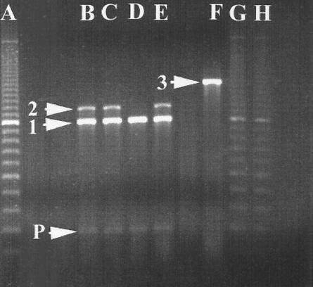 FIG. 2.