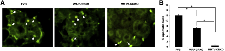 Figure 7