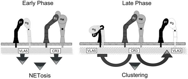 Fig. 12