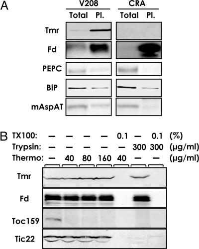 Fig. 5.