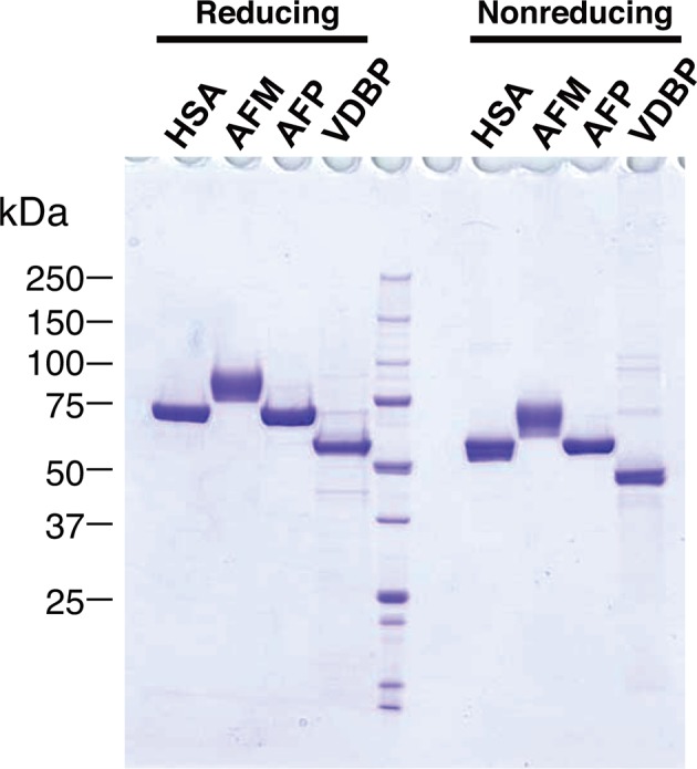 Figure 3—figure supplement 1.