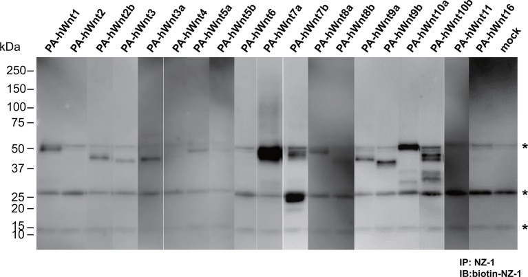 Figure 7—figure supplement 1.