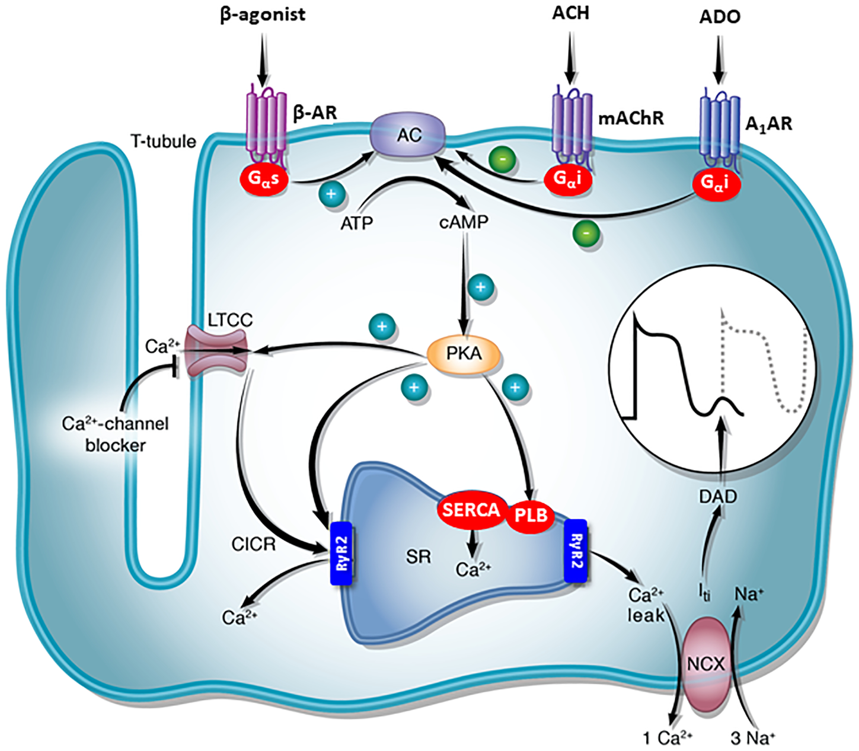 Figure 7.