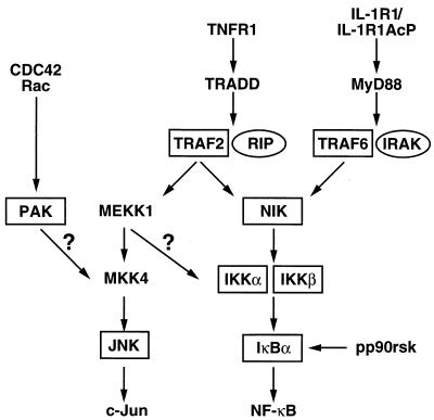 FIG. 1