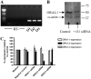 <b>Figure 1.</b>