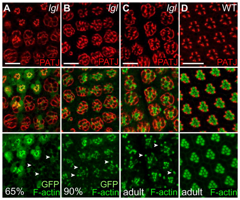 Figure 10