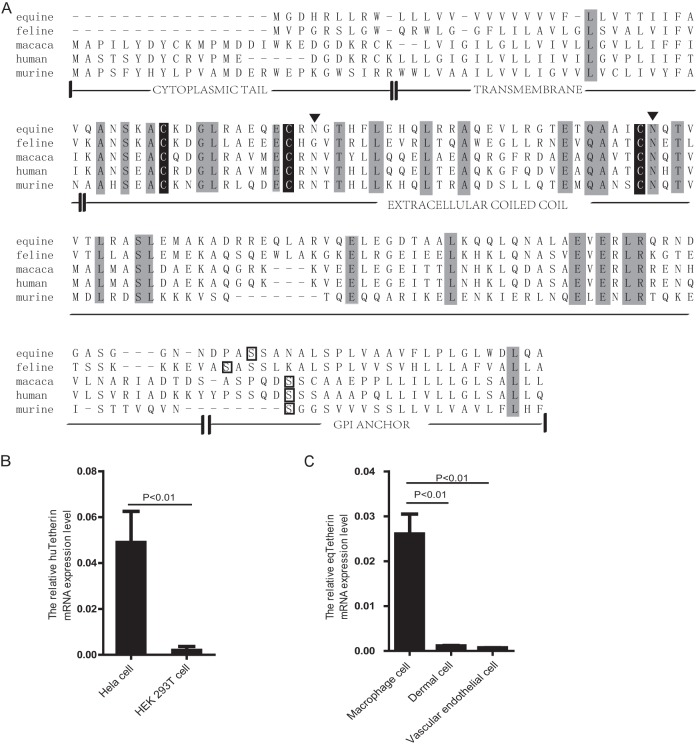 FIG 1