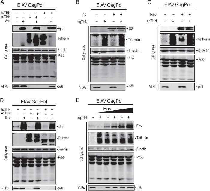 FIG 6