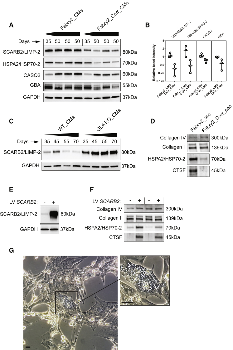 Figure 7