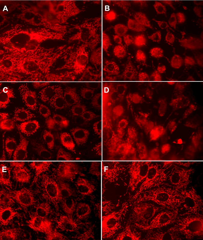 Fig. 8.