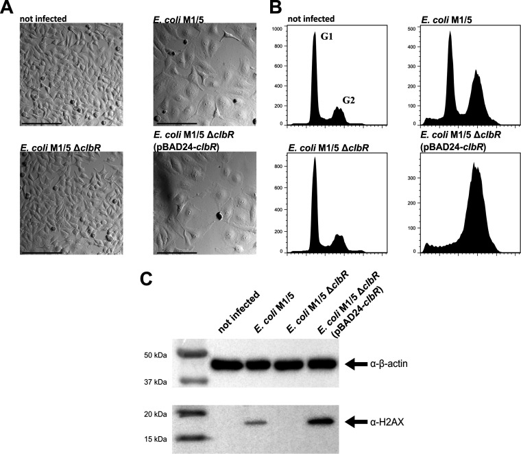 FIG 2