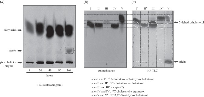 Figure 5.