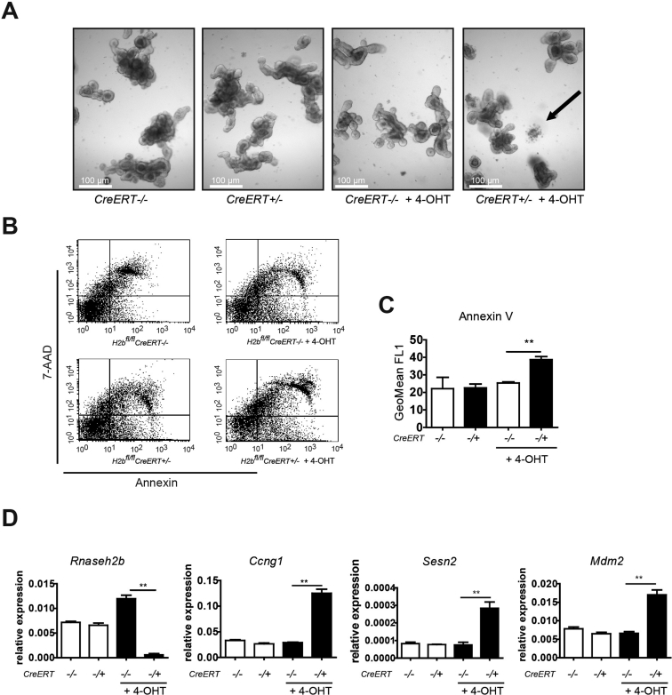 Supplementary Figure 5