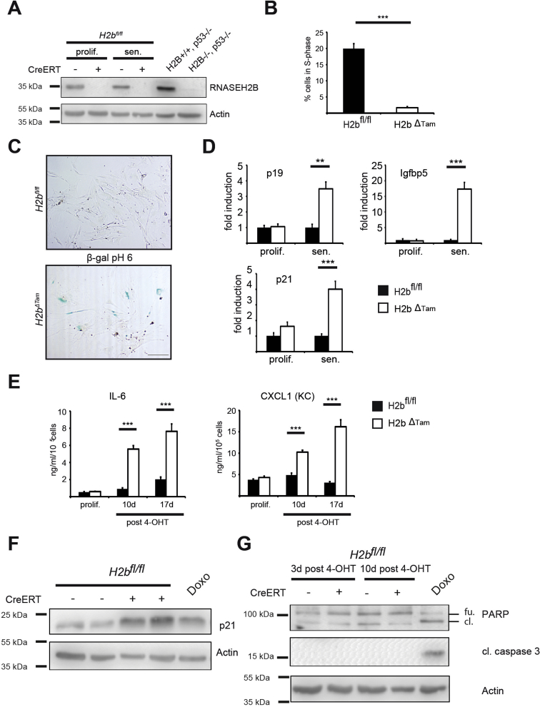 Supplementary Figure 6