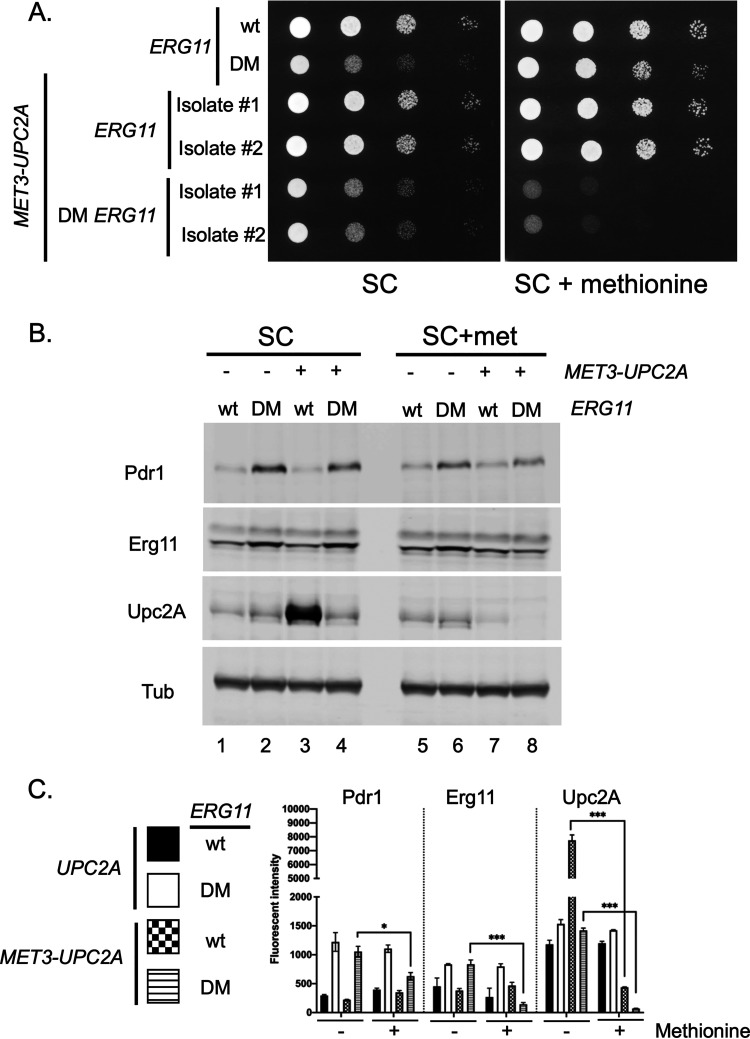 FIG 7