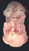 Fig. 1.