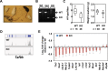 Figure 7—figure supplement 1.