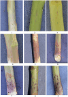FIGURE 3
