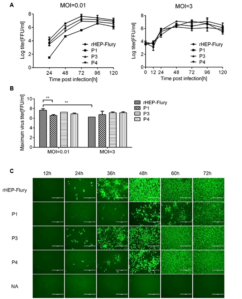 FIGURE 4