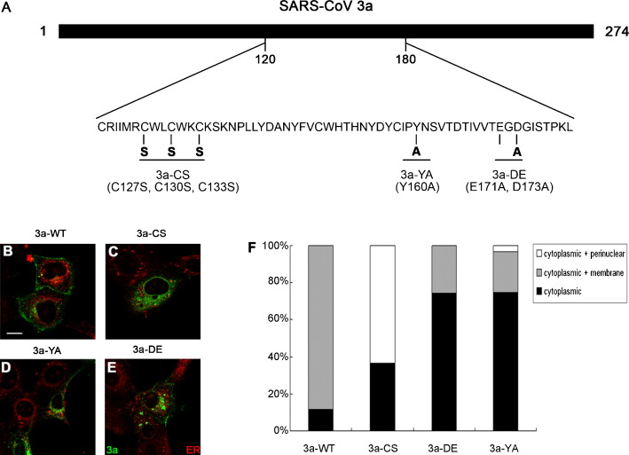 The ion channel activity of the SARS-coronavirus 3a protein is linked ...